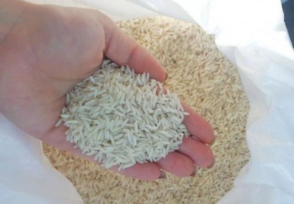 برنج فجر شمال